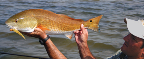 Tampa Bay info on lures and fly fishing tackle