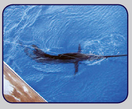 Sailfish Blackfin Tuna, Wahoo, Grouper and